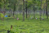 Indie XI - Assam, Meghalaya